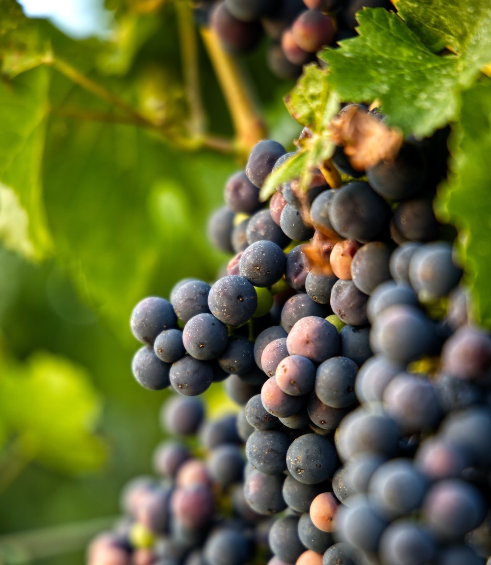 Cantine Bruni - Azienda Vitivinicola in Maremma