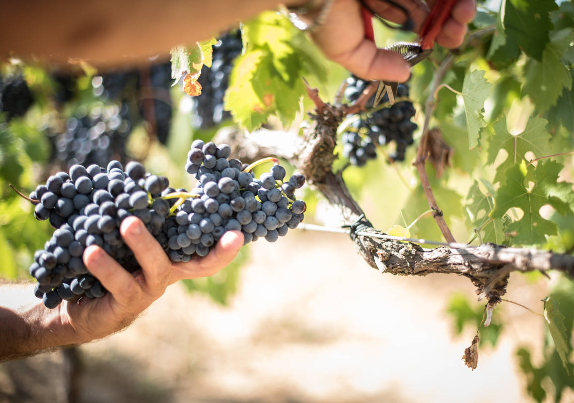 Cantine Bruni - Azienda Vitivinicola in Maremma