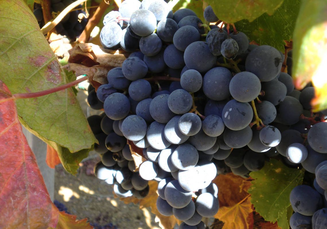 Cantine Bruni - Azienda Vitivinicola in Maremma