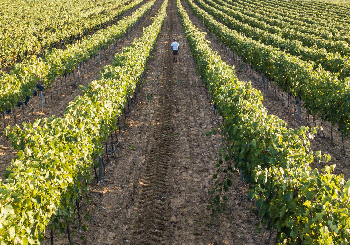 Cantine Bruni - Azienda Vitivinicola in Maremma