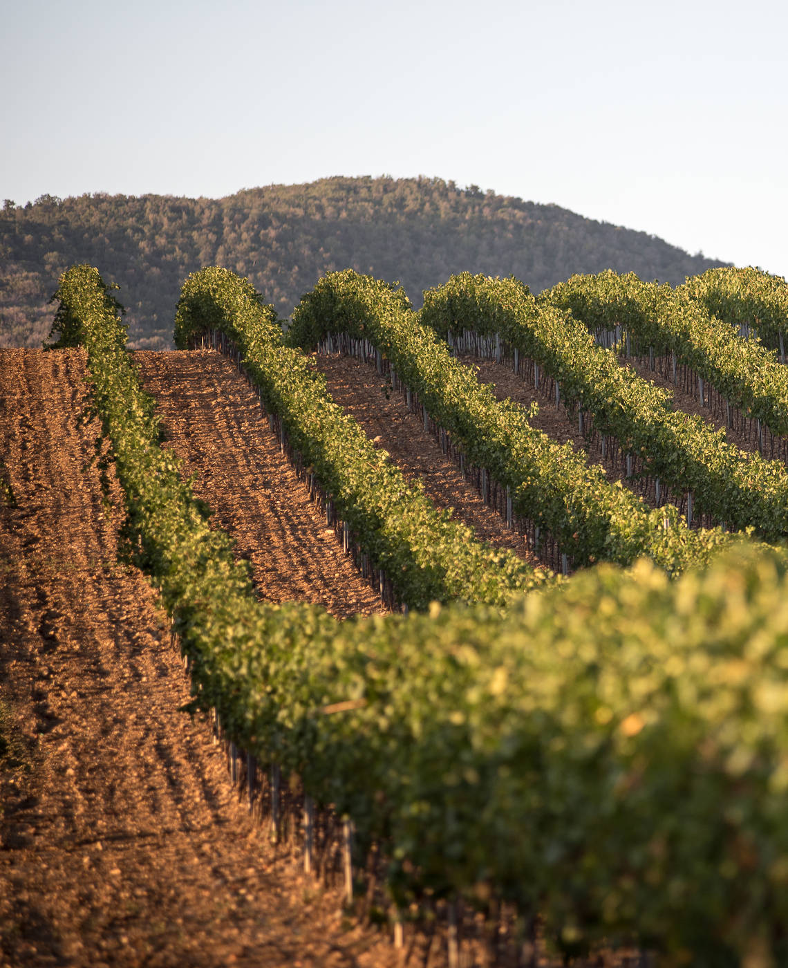 Azienda Bruni